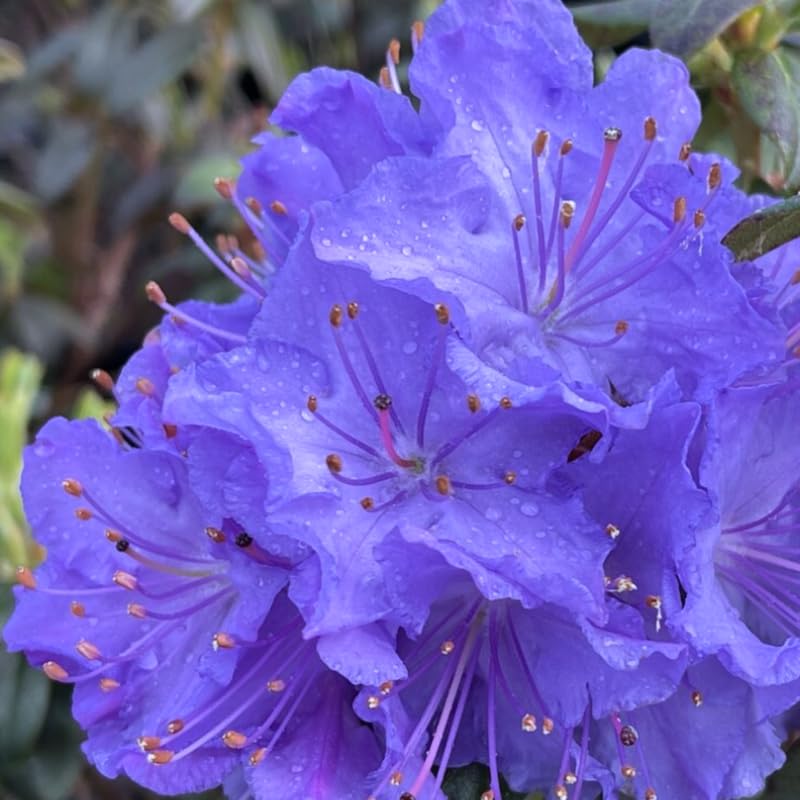 HILROQG Blue Rhododendron Plant Live - 1 Gallon, 1-3 Years Old Azalea Shrub for Planting - Zones 5-9, Well Rooted