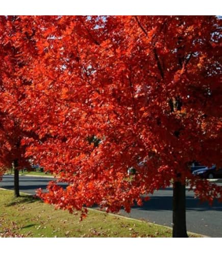 その他 MapleTree Amazon.com : Sunset Red Maple Tree 7 Gallon - (Due to Agricultural