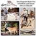 Wag Haus Hands Free Dog Leash & Dog Seatbelt - Bike Dog Leash and Running Dog Leash, Adjustable Belt from 30-52