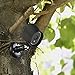 Silicone Skins for Arlo HD Smart Security Wire-Free Cameras (Black)