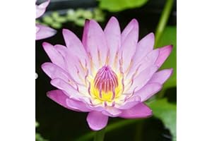 Mainam Purple Nymphaea Alin Live Aquarium Plant Tropical Water Lilies Tuber for Freshwater Fish Pond Balcony