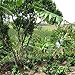 Nicaragua (1 LB) Cascara, Direct Trade, Brewing Instructions Included