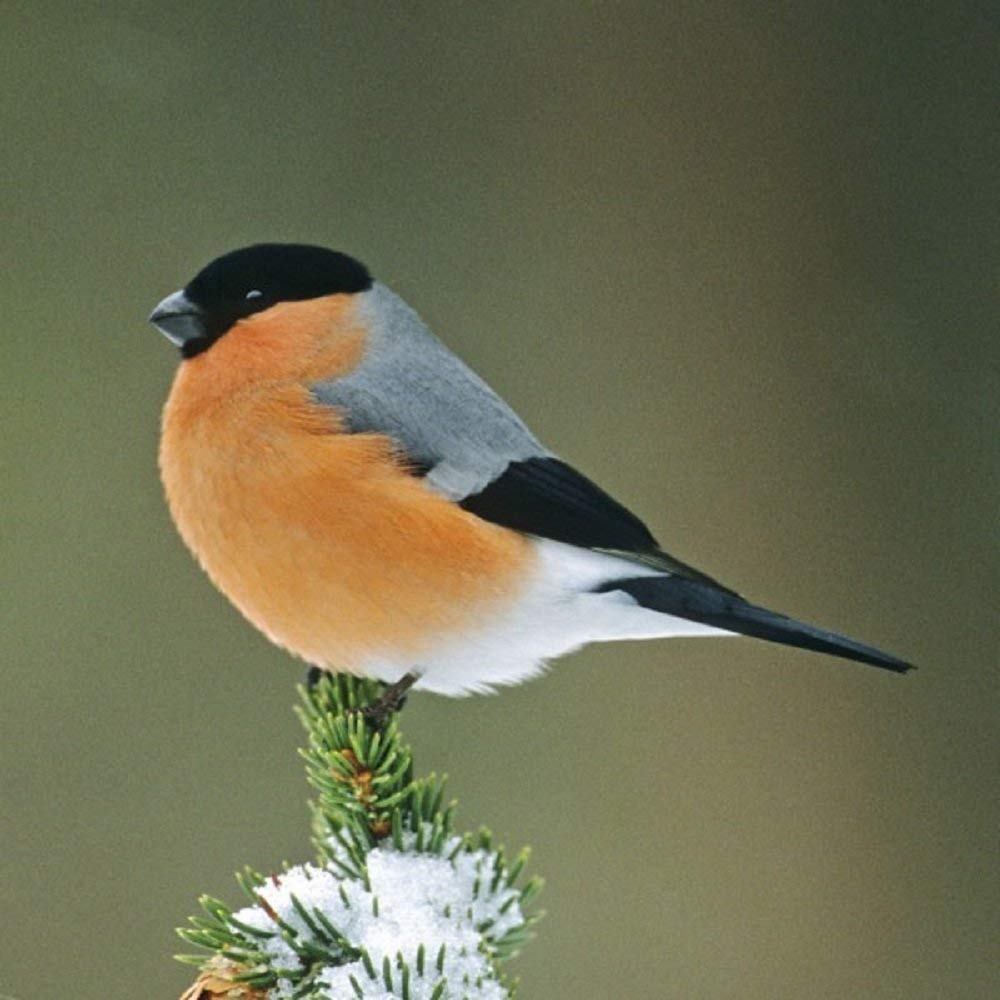 Bullfinch Bird greeting card which plays bird sound when opened