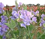 Sweet Pea - Our Harry - 30 Seeds