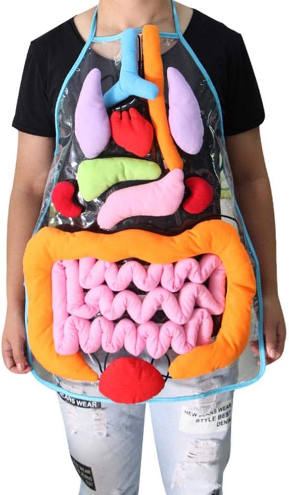 Lamptti 3D Plush Organs Model Apron - Stuffed Viscera Internal with Transparent Apron for Kindergarten Kids Children Physiological Education Toy