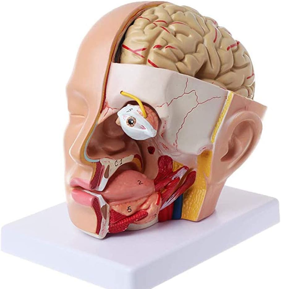 Amazon Com Zhty Head Anatomy And Cerebral Artery Model Midsection Of Head 4 Parts The Brain Cerebellum And Eyeball Can Be Taken Out To Observe The Details Sports Outdoors