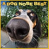 A Dog Nose Best 2020 12 x 12 Inch Monthly Square Wall Calendar, Photography Artist Fun Joke Pet Dog by 