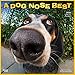 A Dog Nose Best 2020 12 x 12 Inch Monthly Square Wall Calendar, Photography Artist Fun Joke Pet Dog by 