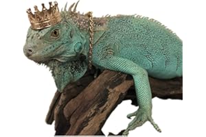 HAICHEN TEC Lizard Crown Necklace Set Lizard Clothes Accessories Gold Alloy Neck Chain Crown Cool Costume Photo Props Party Reptile Chain Necklace Lizard Clothes for Bearded Dragons Leopard Gecko Iguana Amphibian