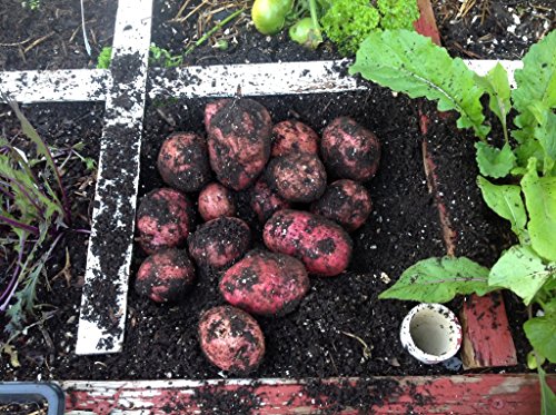 Simply Seed - 5 LB - Red Pontiac Potato Seed - Non GMO - Organic Grown - Order Now for Fall Planting