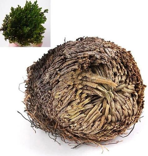 New Stunning Resurrection Plant Rose Of Jericho Dinosaur Plant Air Fern Spike Moss No.02