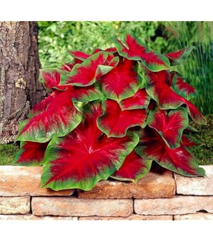 Colocasia (Orecchie D'elefante) - Acquista Bulbi Di Fiori E Piante - Foto 2