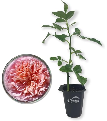 Amazon.com : Koko Loko Rose Bush - Live Starter Plant in a 2 Inch