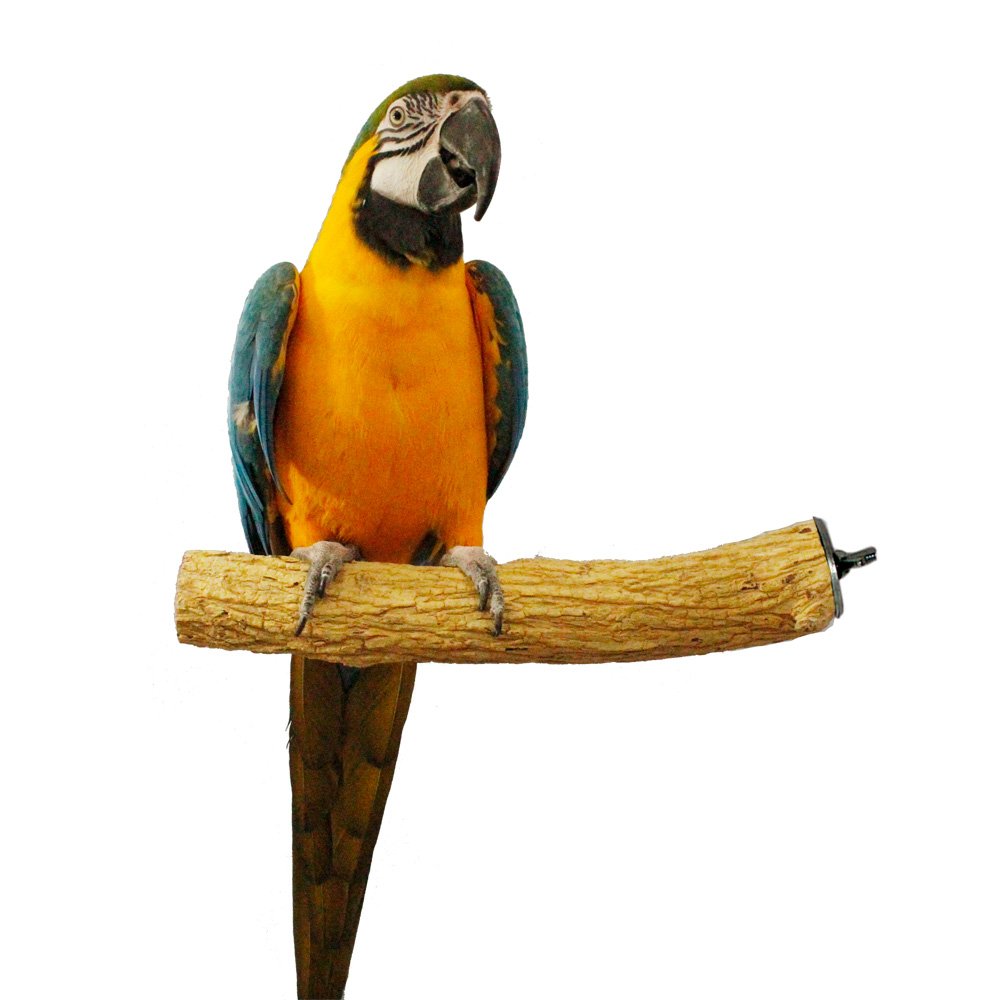 Buy Birds LOVELarge Bottlebrush Wood Cage Perch Online at desertcartBahamas