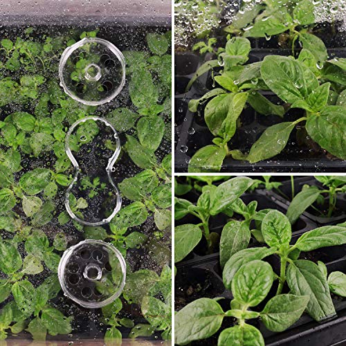 6 Humidity+Starting+Germination+Seedling+Propagation