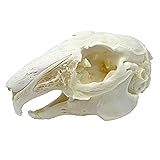 Taxidermy Real Cottontail Rabbit Animals Skull