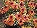 Echinacea Purpurea Seeds - RAINBOW MARCELLA - Perennial Coneflower - 15 Seeds