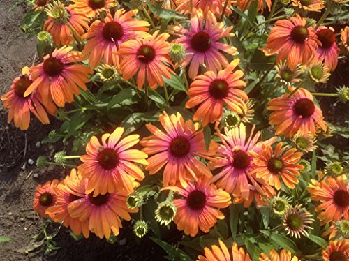 Echinacea Purpurea Seeds - RAINBOW MARCELLA - Perennial Coneflower - 15 Seeds