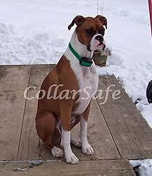 CollarSafe Designer Replacement Collar FIT PetSafe