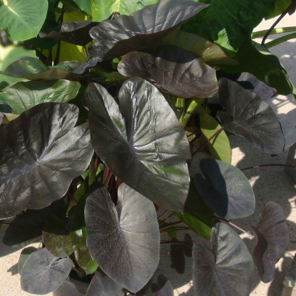 Colocasia esculenta 'Kona Coffee'