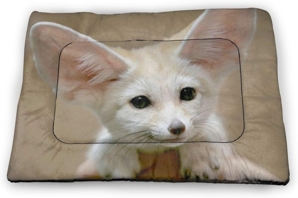fennec fox dog