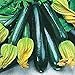 SQUASH SEEDS,SQUASH LONG DARK GREEN, HEIRLOOM, ORGANIC, 25+ SEEDS, NON GMO .
