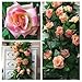 Miracliy 2 Pack 15 FT Fake Rose Vine Flowers Plants Artificial Flower Home Hotel Office Wedding Party Garden Craft Art Décor, Champagne Pink
