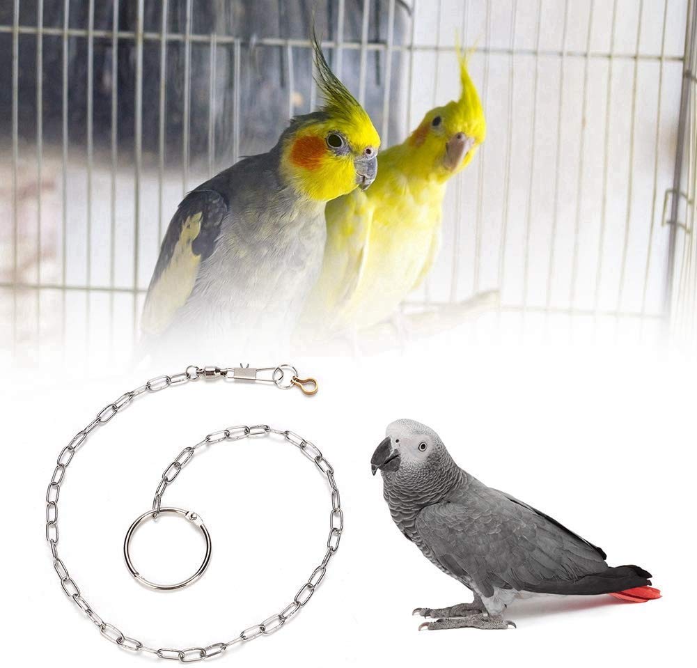 Stainless Steel Bird Foot Chain with Ring Perch Foot Accessories Accessories Anti-Escape (Grey Parrot)