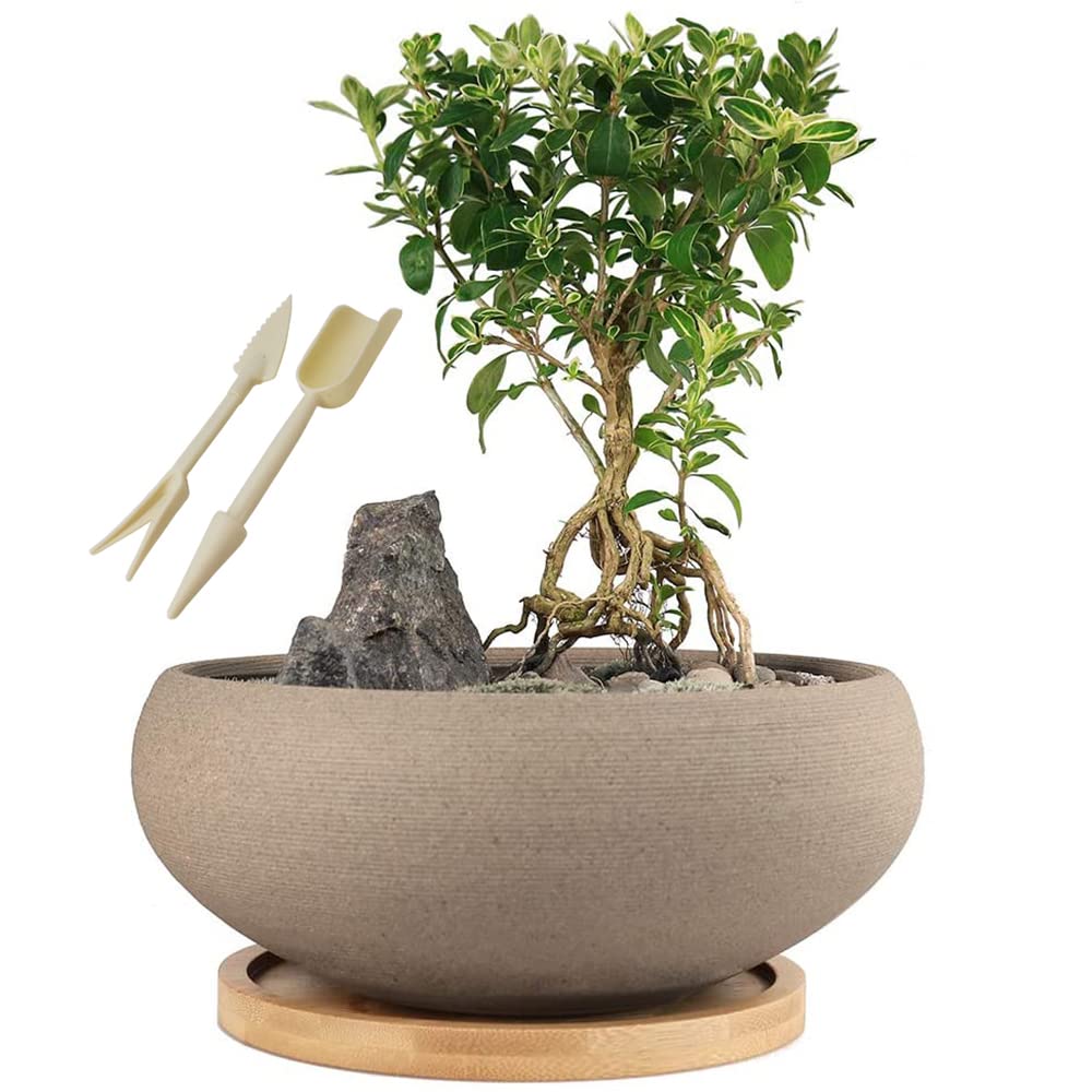 4smarts bonsai Bonsai Tree Grow Kit main image 0