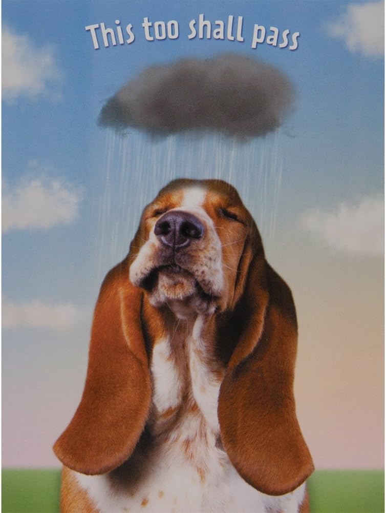 Amazon Com Animal World This Too Shall Pass Encouragement