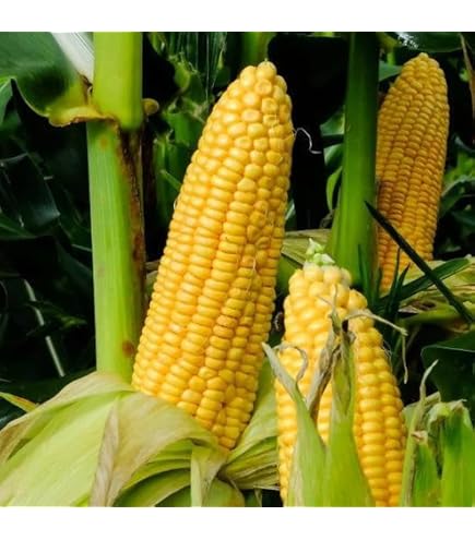 Amazon.com : TomorrowSeeds - Honey Select Triple Sweet Corn Seeds