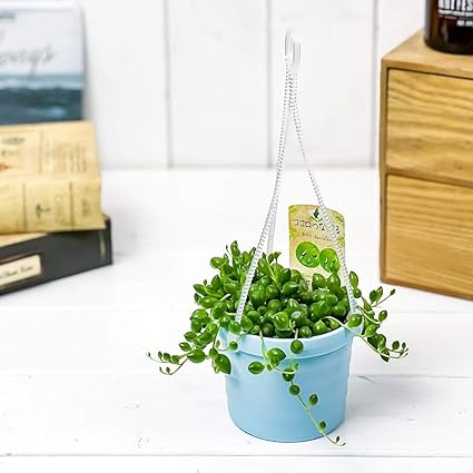 Amazon Co Jp 多肉植物 ぶらりサキュレント グリーンネックレス 3号吊り鉢 鉢色おまかせ 育て方説明書付き Senecio Rowleyanus セネシオ ミドリノスズ 緑の鈴 ホーム キッチン