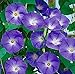 250 Purple Morning Blooming Vine Seeds