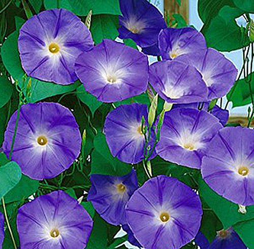 250 Purple Morning Blooming Vine Seeds