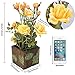 RERXN Artificial Flower with Wooden Fence Pot Silk Potted Rose Arrangement for Home and Wedding Decor (Yellow)