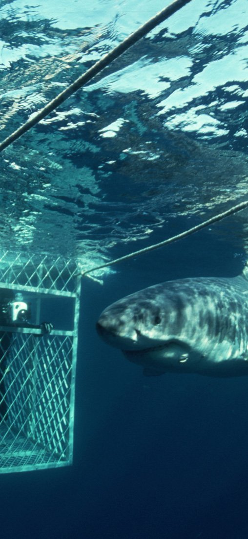 PeelitStickit ID-153 60 Width x 130 cm Height Underwater Vinyl Wall Mural