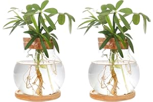 CHPINDAM Plant Propagation Station,Hydroponic Glass Container Vase Jars, with Wooden Saucer for Desks, Houses, Garden Decorations, Home Kitchen Decorations and Gifts for Plant Lovers (2)