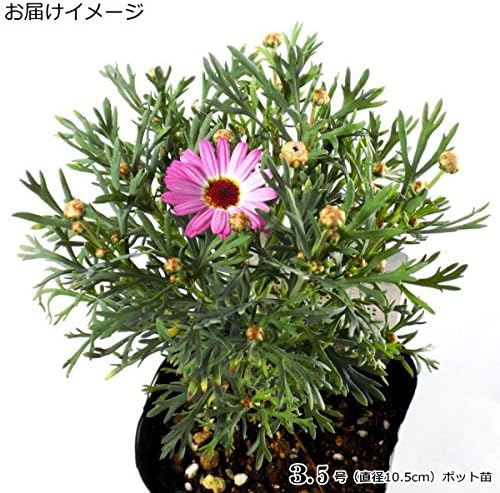 Amazon マーガレット モリンバ ミニピンク 10 5cmポット苗 花