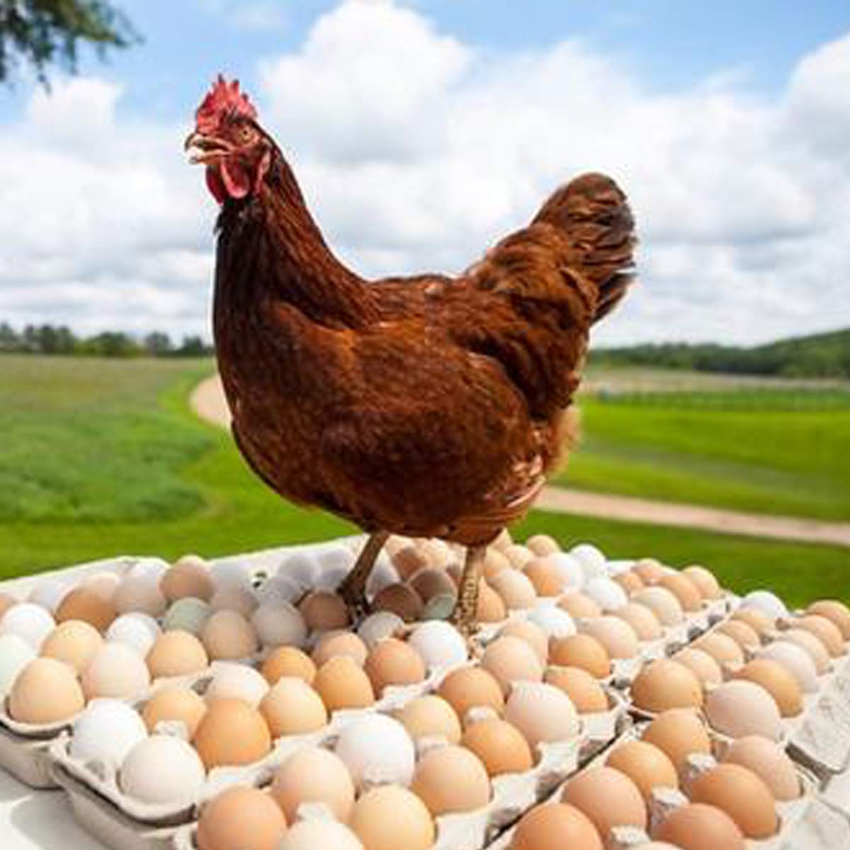 Яйцо деревни курица. Деревенские яйца с цыпл. Яйца в лукошке. Курица и яйцо. Курочка с яйцами графика.