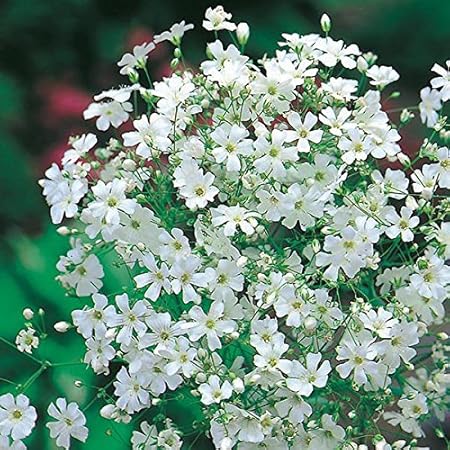 LIVE GREEN Gypsophila Flower F1 Hybrid Seeds