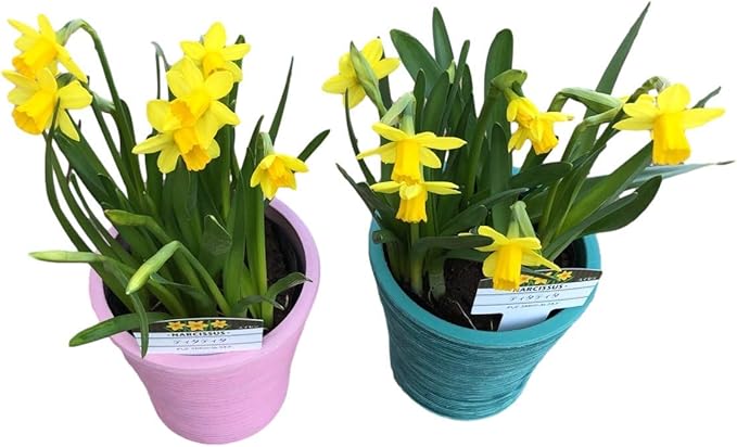 Amazon Co Jp 寒さに強い 香りがする 水仙 おしゃれな鉢カバー付き 2鉢セット 雪中花 スイセン 球根苗 おまかせ 園芸 ガーデニング 寄せ植え 鉢花 鉢植え 春の訪れ 花 誕生日 記念日 プレゼント 贈り物 2鉢セット ホーム キッチン