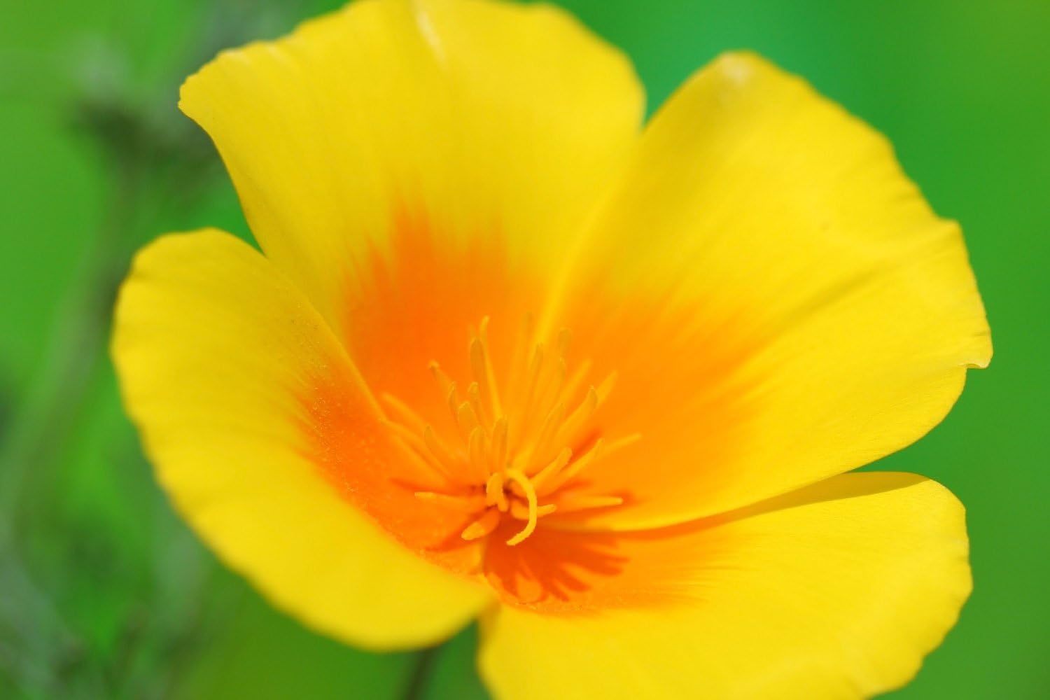 Mexican Gold Poppy Seeds (10 Pack) Garden & Outdoor