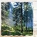 Bathroom Shower Curtain Misty Forest Bathroom Curtain with 12 Hooks, Sunshine Trees Shower Curtains Durable Waterproof Fabric Bath Curtain