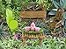 The Super Cute Miniature (Eight Piece) Fairy Garden Furniture, Fairy Garden Accessories & Tiny Tea Set Valentine Day Gifts for Her
