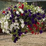 DIVCHI 14 Inch Indoor Outdoor Hanging Basket Set of 4 view 9