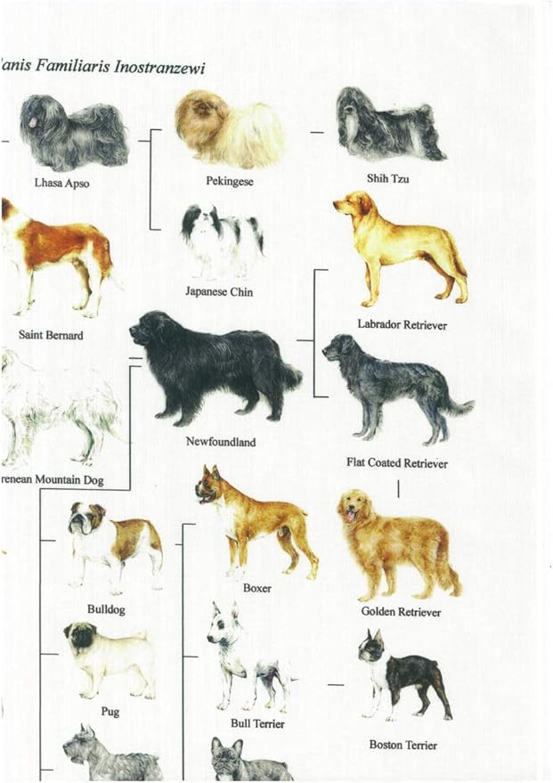 犬の系統図 The Genealogical Tree Of The Dog Home Kitchen Amazon Co Jp 犬の系統図 The Genealogical Tree Of The Dog Home Kitchen Amazon Co Jp
