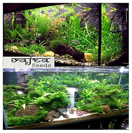 Natural garden plants Aquarium Mixed Colourfull Plants with Aquatic Water Grass 350 Seeds Packet