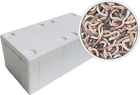 50 Stuck Kanadische Tauwurmer In Der Styroporbox Inkl 1 Coolpack Angelkoder Amazon De Sport Freizeit