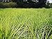 Lemongrass Plant--2 Containers in 4 Inch Size! Also Known As Fever Grass, Cymbopogon Citratus