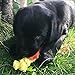 DOG CHEW & TUG Bone for Smaller Breeds and Puppies by Mary & Kate Pets, Great for Puppy Play, Training, Fetch, Rope Tug of War and Interactive Games